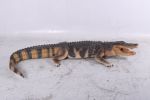 Life-Size American Alligator 94.75 Inch Long