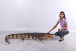 Life-Size American Alligator 94.75 Inch Long