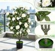35.5" Artificial Rose Tree Blooming Flowers Green Leaves Indoor Decorative Faux Rose Bush for Home Decor-There is only one.